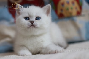 Samanta Fox Royal Moore 03