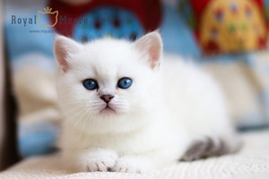 Samanta Fox Royal Moore 04