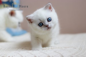 Sienna Miller Royal Moore 02