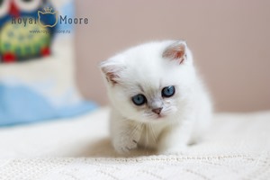 Sienna Miller Royal Moore 03