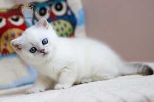 Sienna Miller Royal Moore 04