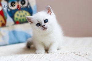 Silvia Van der Vart Royal Moore 02