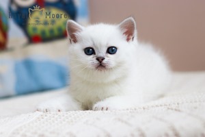 Silvia Van der Vart Royal Moore 03