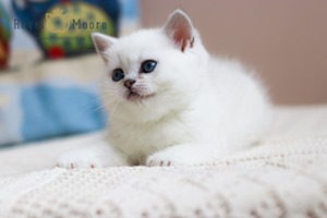 Silvia Van der Vart Royal Moore 04