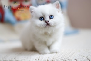 Stefania Rocca Royal Moore 02