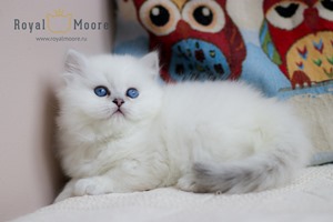 Stefania Rocca Royal Moore 03