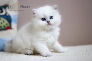 Stefania Rocca Royal Moore 04