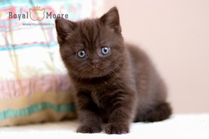 Tina Turner Royal Moore 02