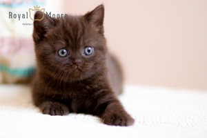 Tina Turner Royal Moore 03