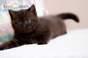 Tina Turner Royal Moore 04