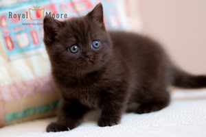 Tina Turner Royal Moore 05