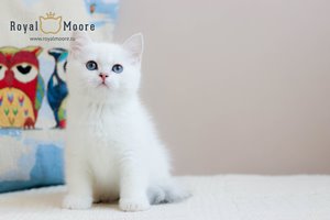 Ulrich Tomsen Royal Moore 02