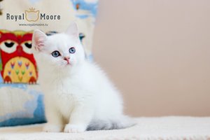 Ulrich Tomsen Royal Moore 03