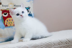 Ulrich Tomsen Royal Moore 04