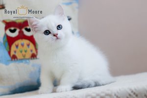 Ulrich Tomsen Royal Moore 05