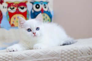 Ulrich Tomsen Royal Moore 06