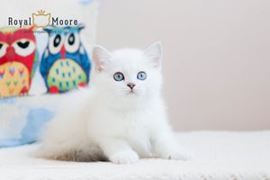 Umberto Tozzi Royal Moore 02