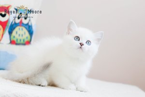 Umberto Tozzi Royal Moore 03