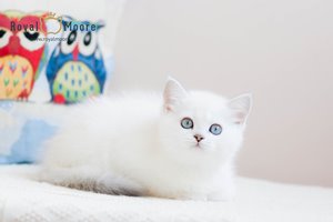 Umberto Tozzi Royal Moore 04