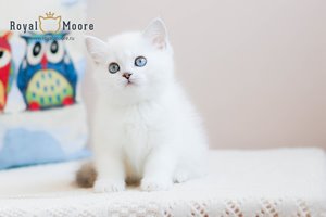 Umberto Tozzi Royal Moore 05