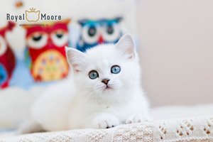 Umberto Tozzi Royal Moore 06