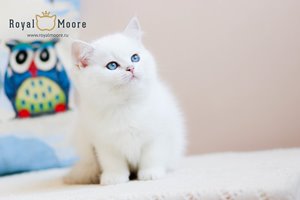 Umka Bear Royal Moore 03