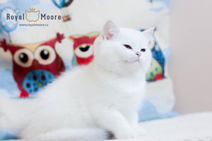 Umka Bear Royal Moore 04