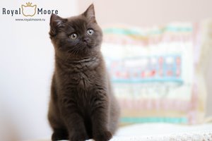 Victoria Beckhem Royal Moore 01