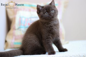 Victoria Beckhem Royal Moore 02