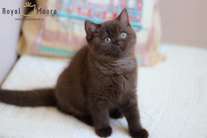 Victoria Beckhem Royal Moore 03