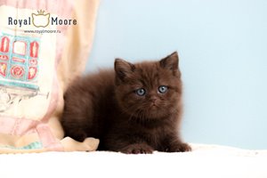 Walter Jones Royal Moore 02