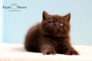 Walter Jones Royal Moore 03