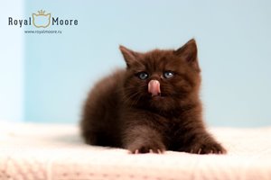 Walter Jones Royal Moore 04