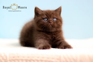 Walter Jones Royal Moore 05