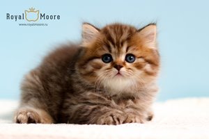 William Ferrell Royal Moore 01