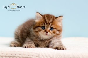 William Ferrell Royal Moore 03