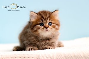 William Ferrell Royal Moore 04