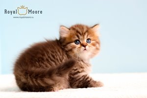 William Ferrell Royal Moore 05