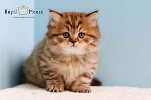 Winona Ryder Royal Moore