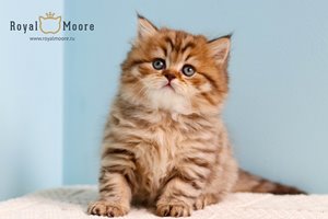 Winona Ryder Royal Moore 02