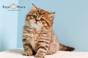 Winona Ryder Royal Moore 04