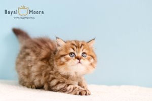 Winona Ryder Royal Moore 05