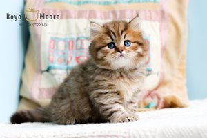 Woody Harrelson Royal Moore 01