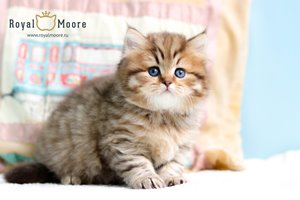 Woody Harrelson Royal Moore 02