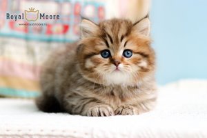 Woody Harrelson Royal Moore 03