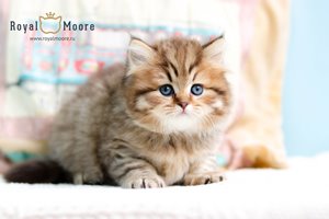 Woody Harrelson Royal Moore 04