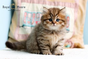 Woody Harrelson Royal Moore 05