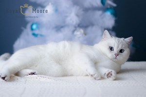 ASTRA-STAR ROYAL MOORE_05 ASTRA-STAR ROYAL MOORE_05