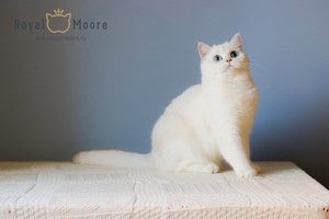AVELINA-JOZE ROYAL MOORE_05 AVELINA-JOZE ROYAL MOORE_05