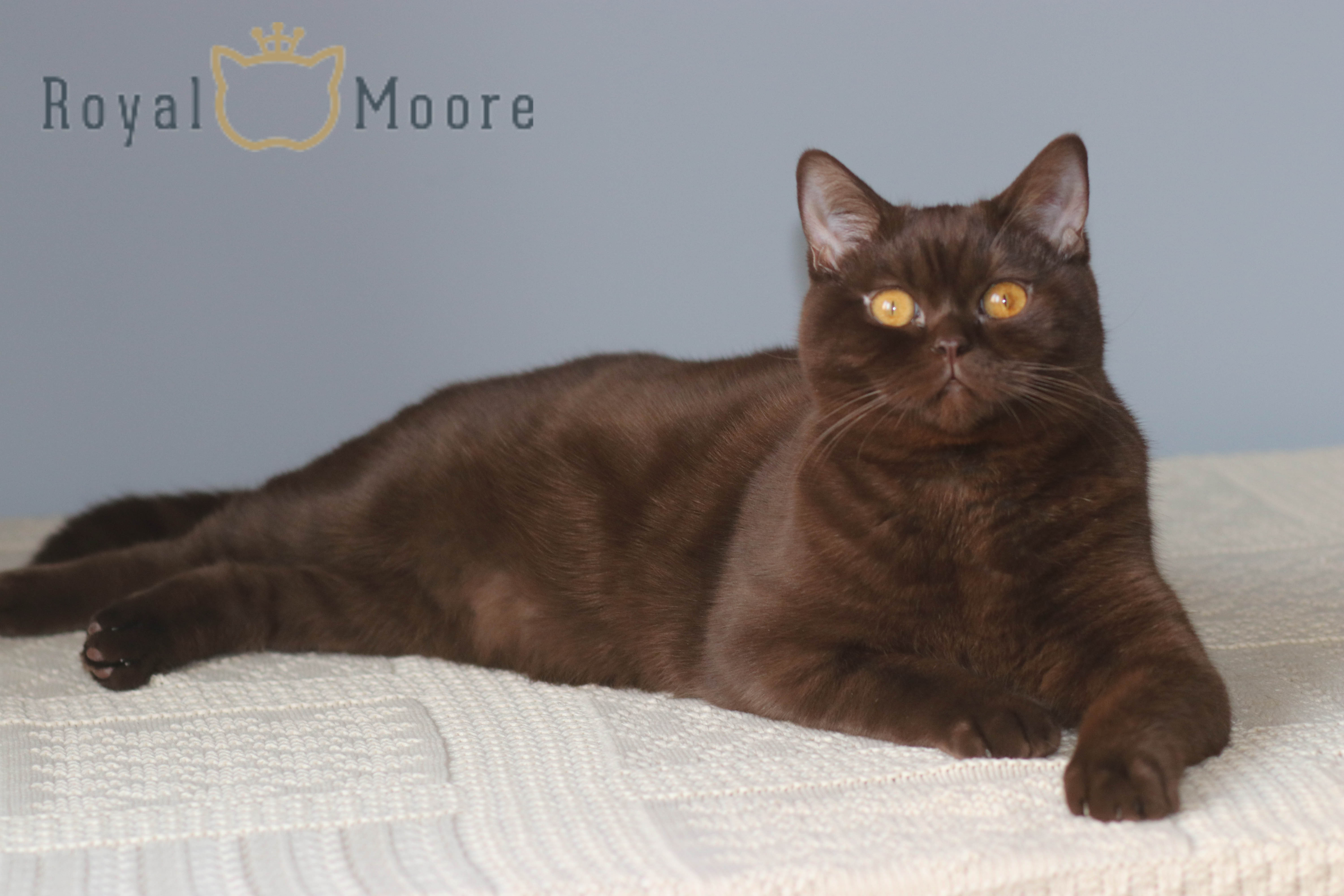 Diana_Princess Royal Moore Beatrisa Royal Moore